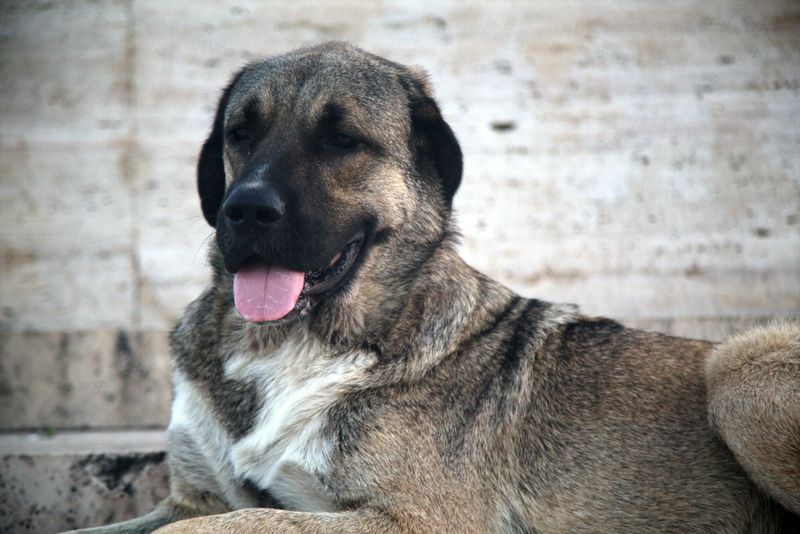 Kangal Shepherd Dog