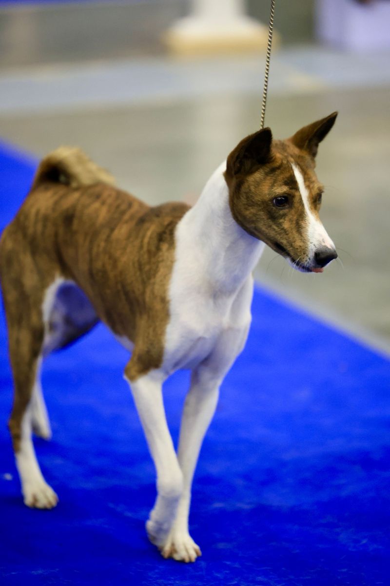 Think you've seen every kind of dog? These extraordinary breeds may prove otherwise 9 Basenji