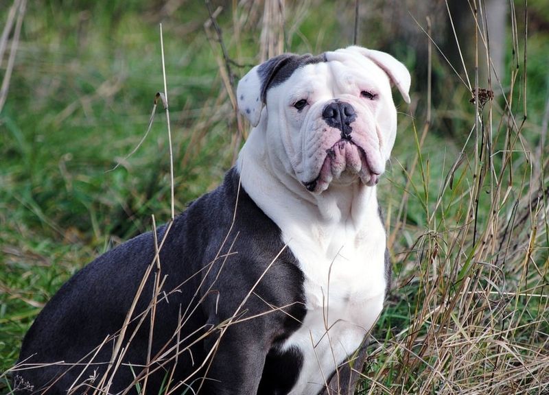 Bulldog