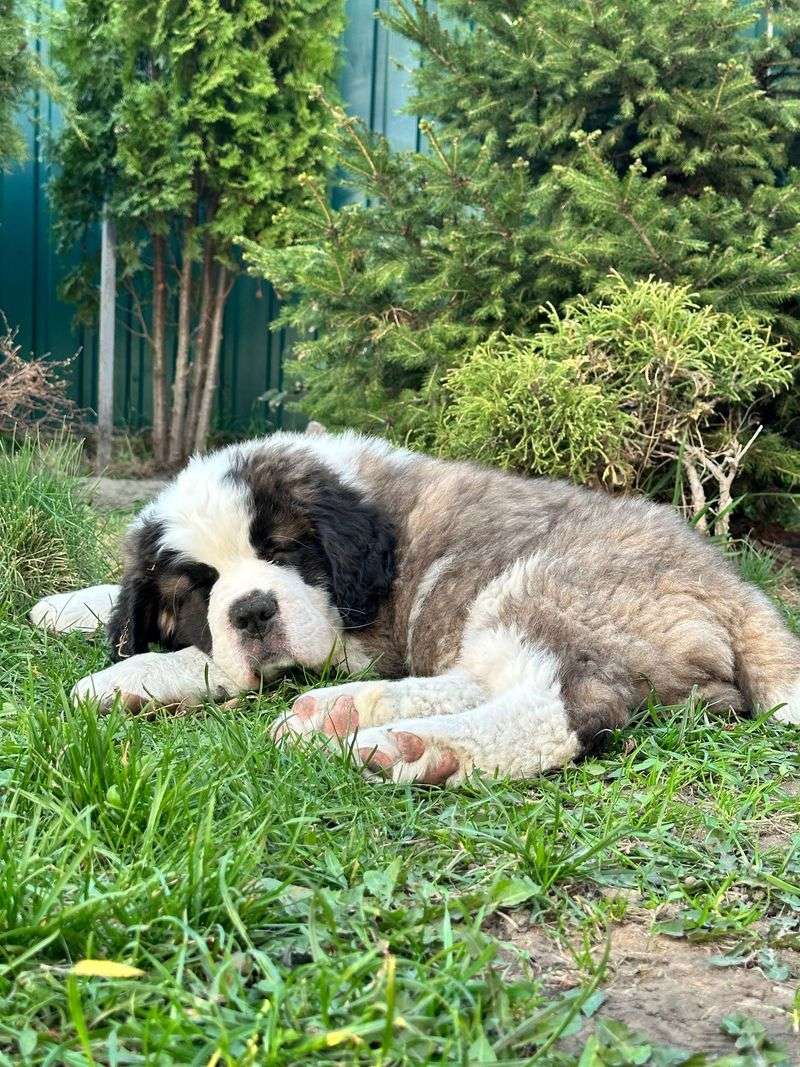 The purchase price is only the beginning - these dog breeds can demand serious time and maintenance 11 Saint Bernard