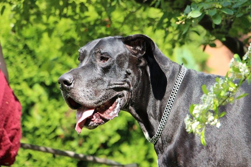 26 Dog Breeds Recognized for Their Unmistakable Vocalizations 2 Great Dane