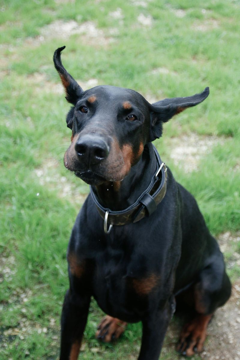 27 High-Maintenance Dog Breeds That Can Test Even Experienced Owners 14 Doberman Pinscher