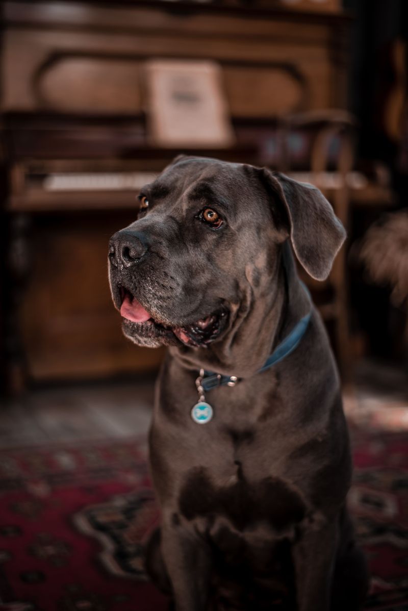 Cane Corso - ancient calm on display
