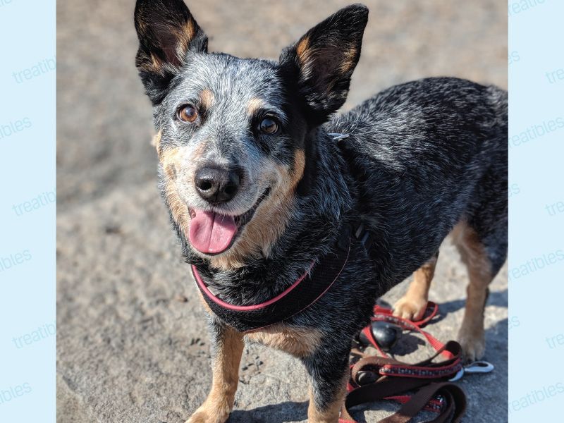 24 Dog Breeds Most Often Linked to Biting Incidents — and the Reasons Behind It 17 Australian Cattle Dog