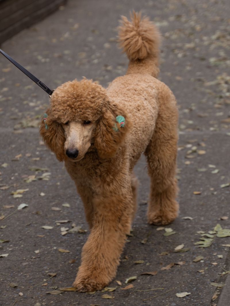 Standard Poodle