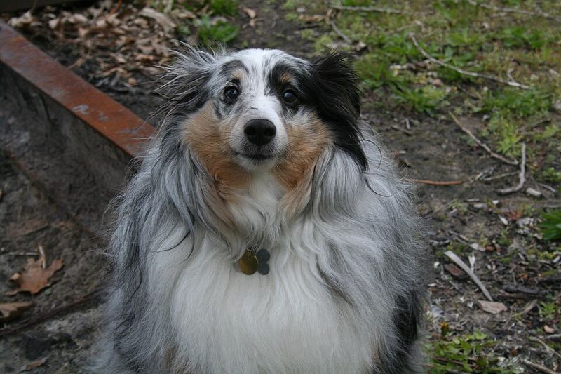Dogs Learn From Screens More Than Expected - 10 Breeds Used in Visual Cognition Studies 8 Shetland Sheepdog