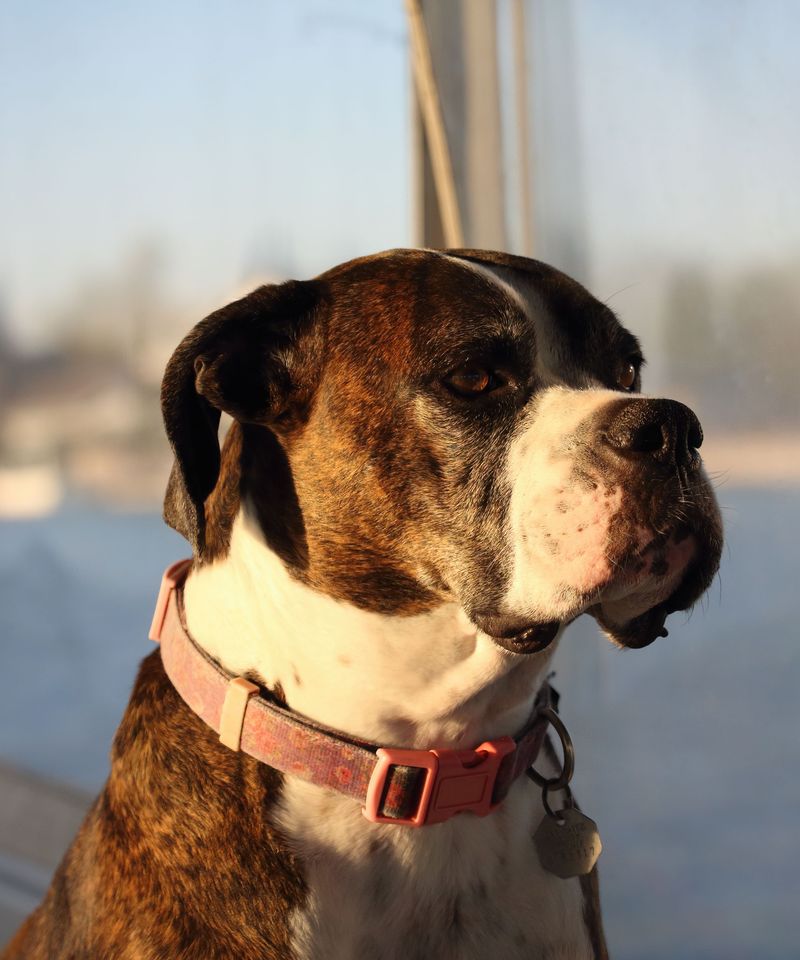 11 dog breeds that prove companionship can feel surprisingly personal even without a single word being spoken 5 Boxer: The Clown Who Reads the Room
