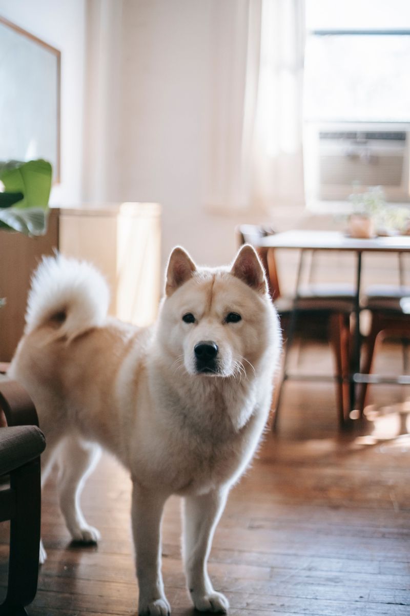 While every other dog rushes into the action, these 12 breeds may be watching from the sidelines 3 Akita