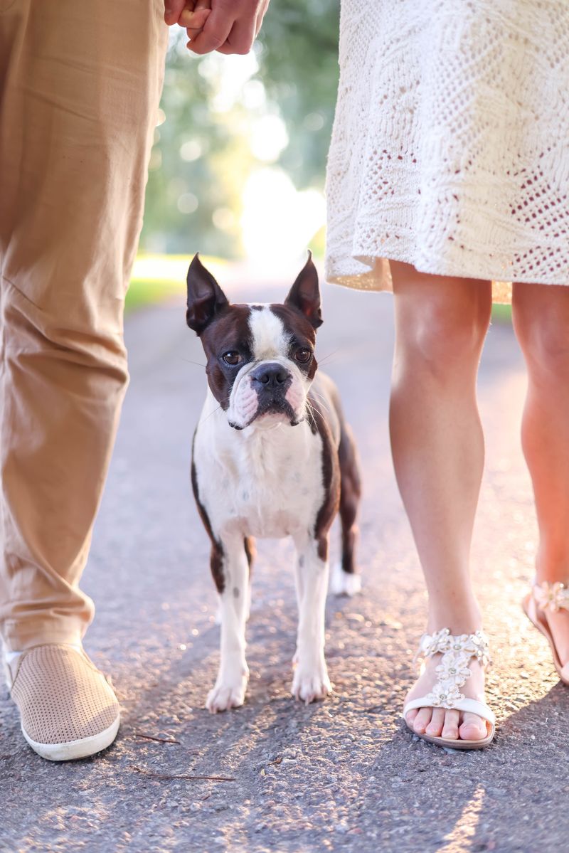 Warm day, short walk, no problem? These breeds can prove that assumption wrong surprisingly fast 7 Boston Terrier