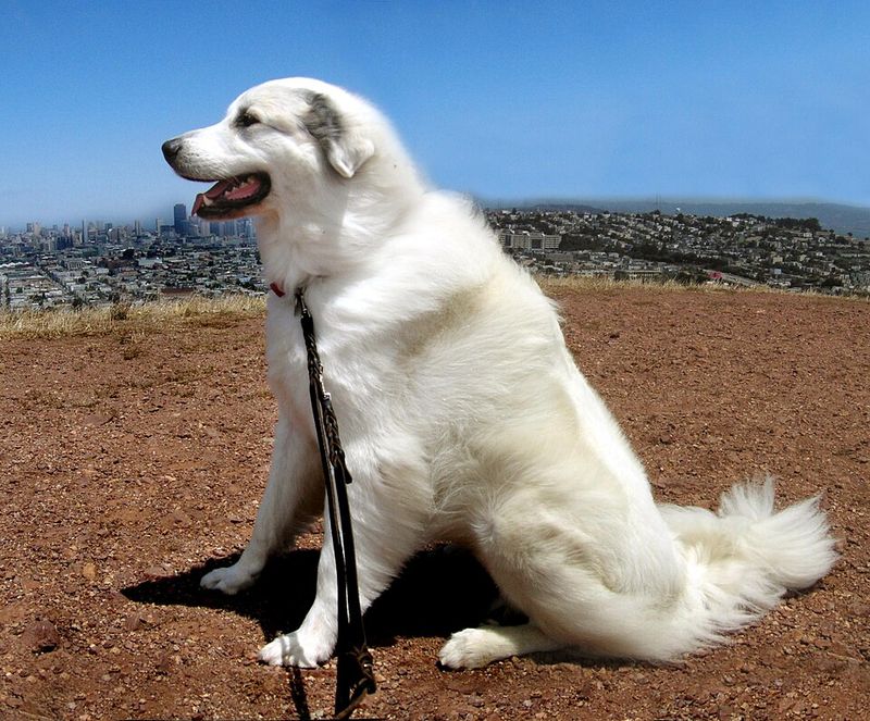 Calm doesn't mean unaware - These breeds can switch from relaxed to watchful when the situation changes 4 Great Pyrenees