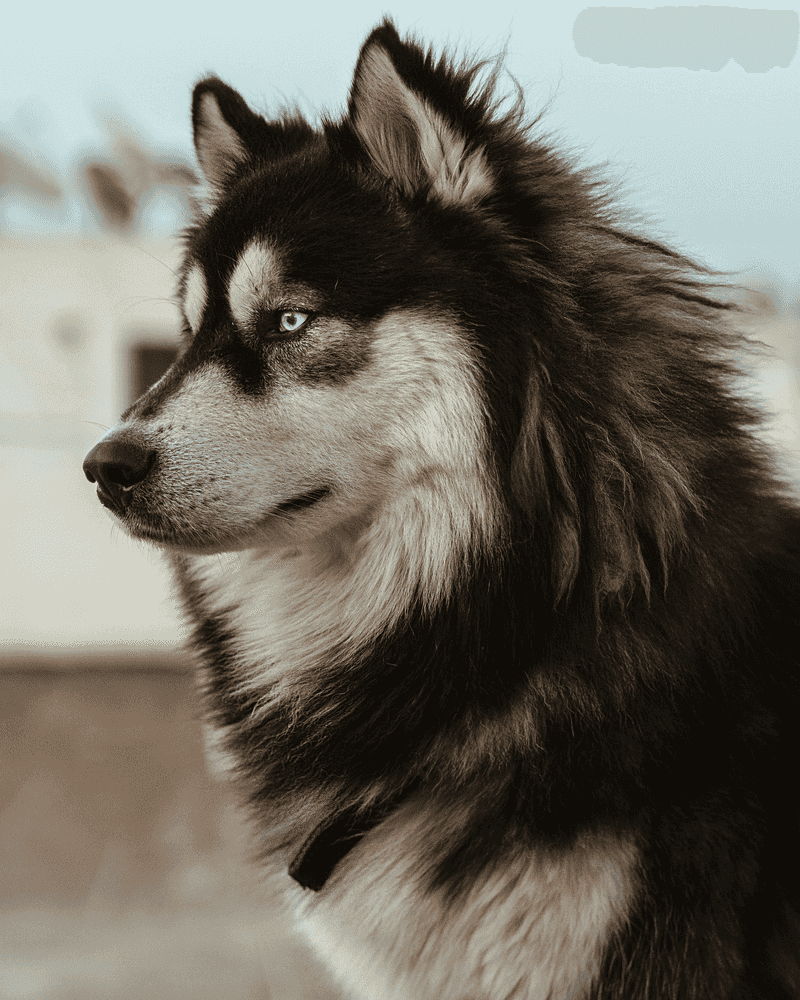 Retirement should give you more freedom - The wrong dog can quietly take much of it back 4 Siberian Husky