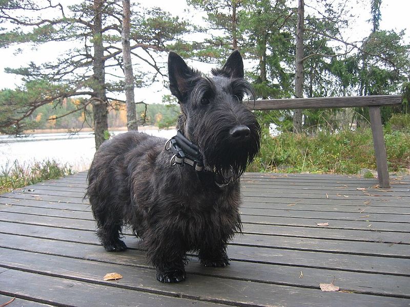These self-directed breeds can appear stubborn when inconsistent training makes commands optional 10 Scottish Terrier