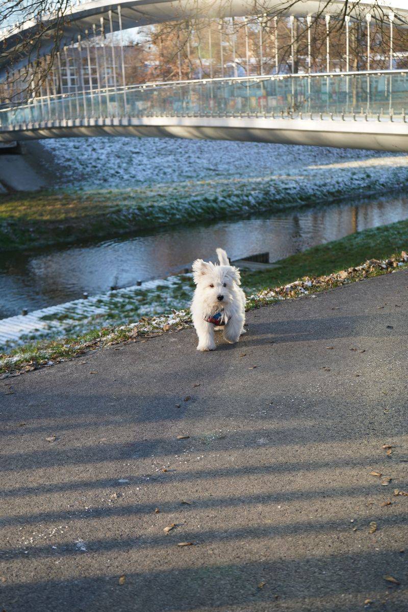 11 white-coated breeds that make simple coloring look unforgettable - plus 2 overlooked beauties 3 West Highland White Terrier