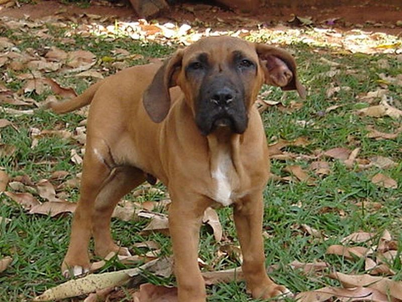 Fila Brasileiro