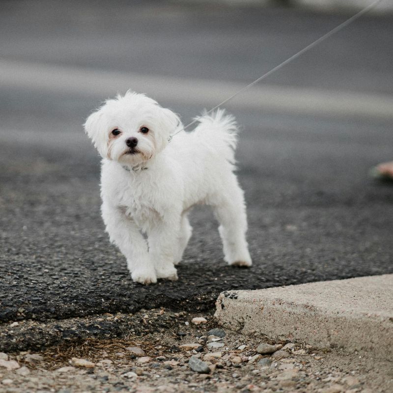 Maltese