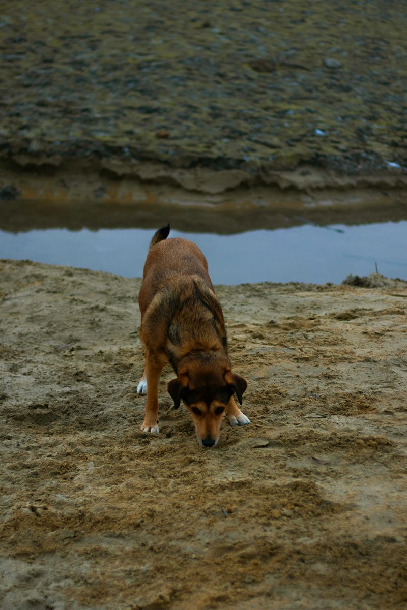If your dog follows you into every room, here's what they're really practicing 7 Satisfying Plain Curiosity