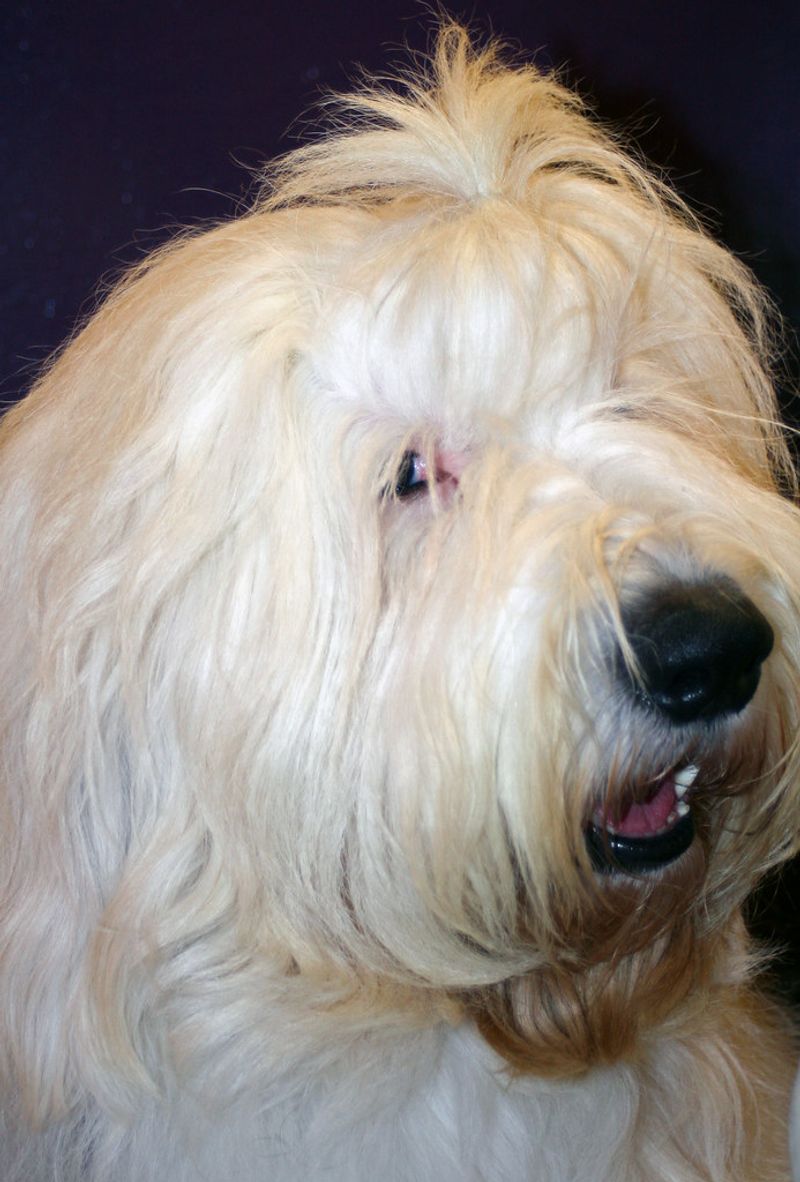 Old English Sheepdog