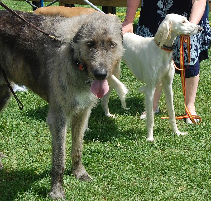 Irish Wolfhound