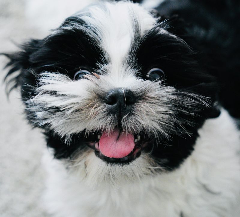 Shih Tzu's Stare