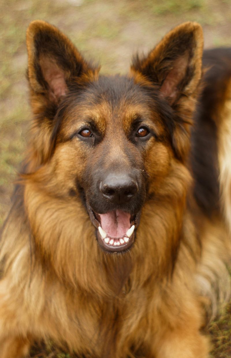 German Shepherd