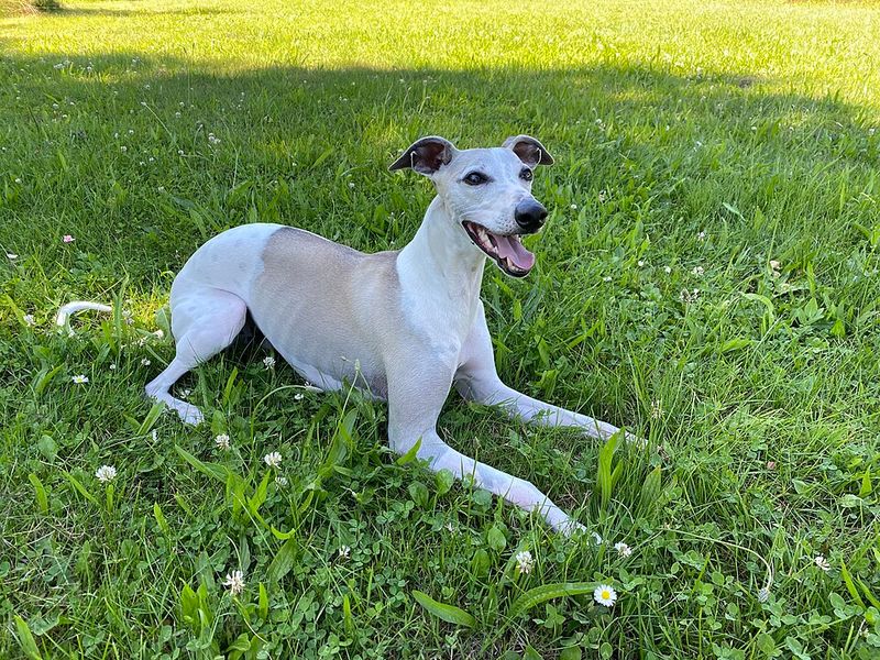25 Dog Breeds Known for Their Relaxed Temperament and Love of Comfort 17 Whippet