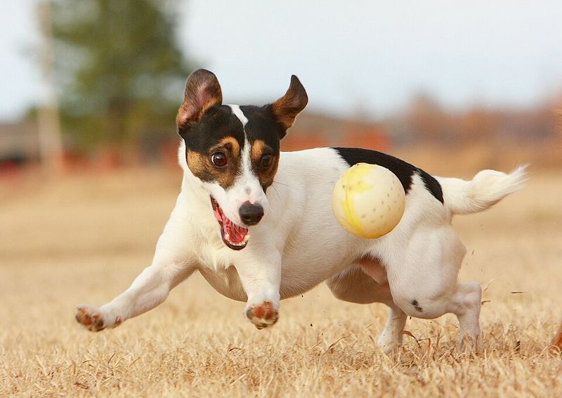 10 dog breeds most commonly returned to shelters - and why it happens 5 Jack Russell Terrier