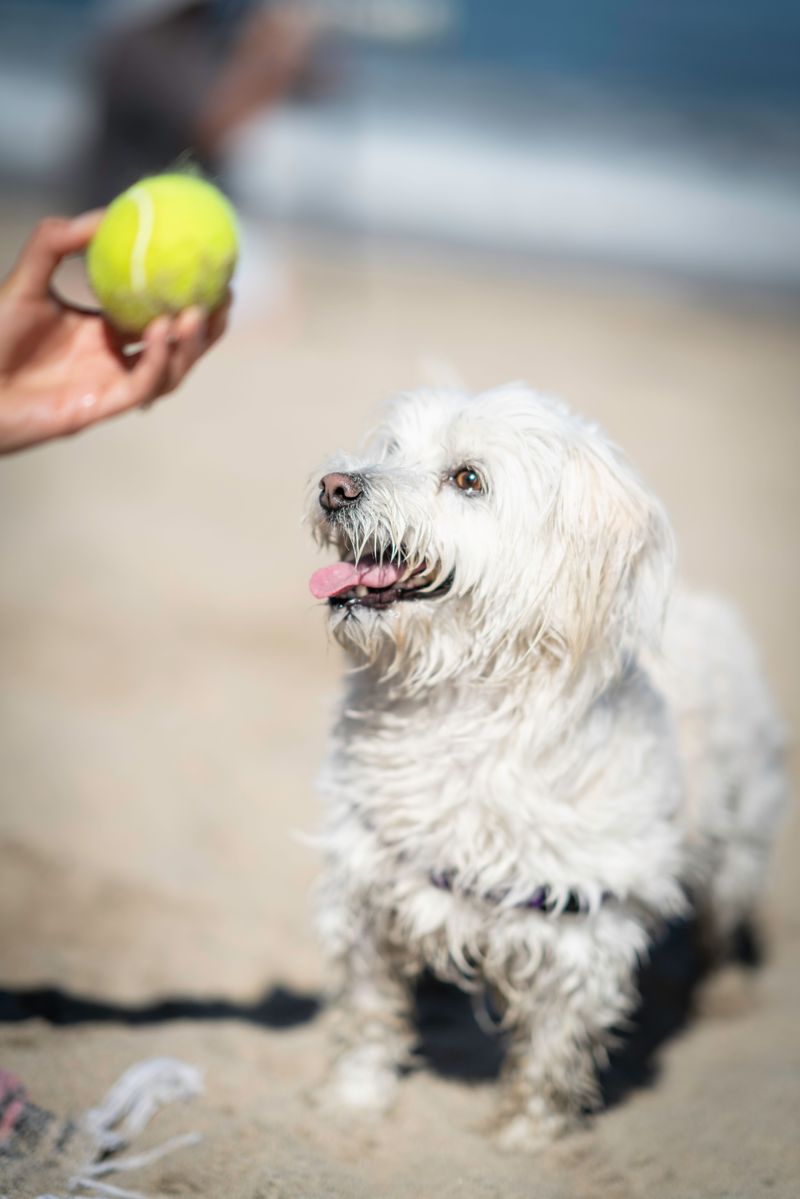 Maltese
