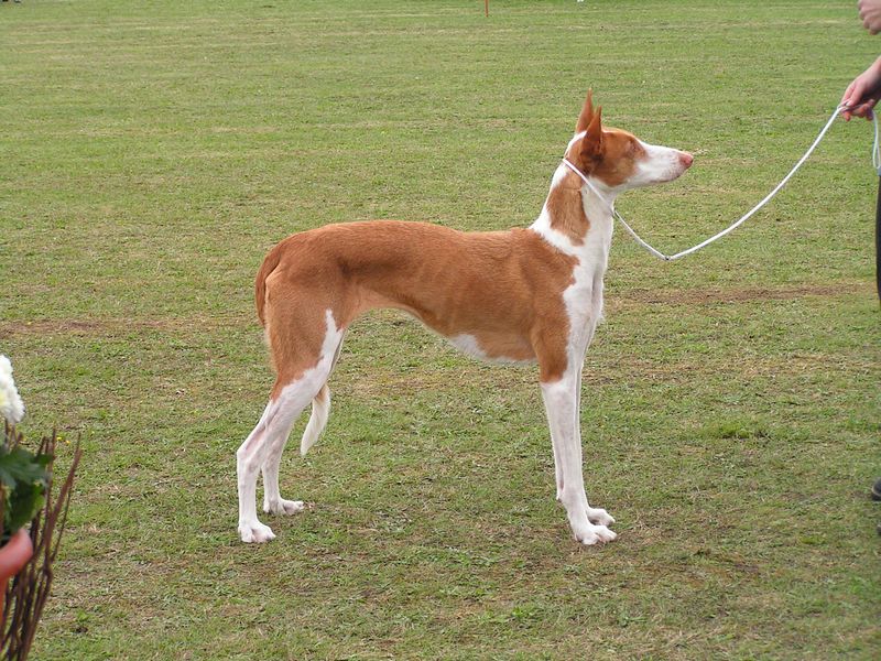 Ibizan Hound