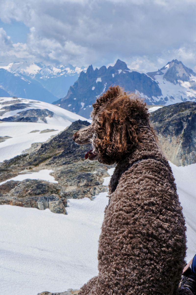 17 Adventure-Ready Dog Breeds That Thrive on Road Trips 11 Standard Poodle