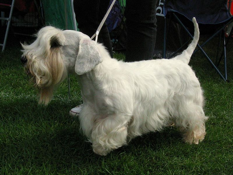 Long Back, Short Legs? 11 Breeds Where Spine-Friendly Habits Matter Most 9 Sealyham Terrier