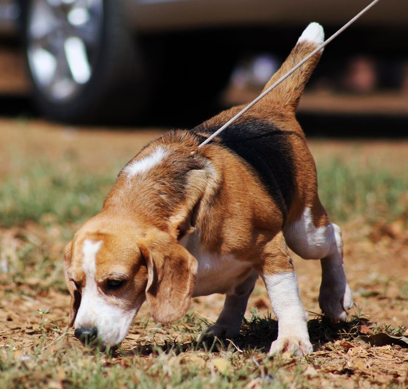 22 Everyday Human Habits That Can Stress Out Your Dog 23 Restricting sniffing during walks