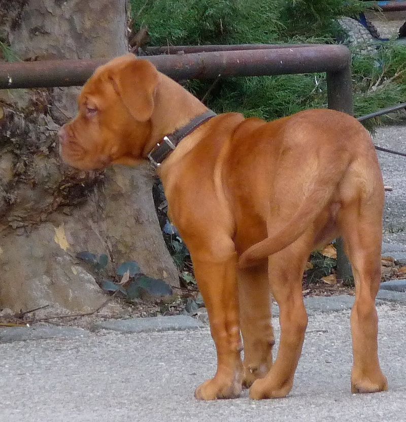 Dogue de Bordeaux