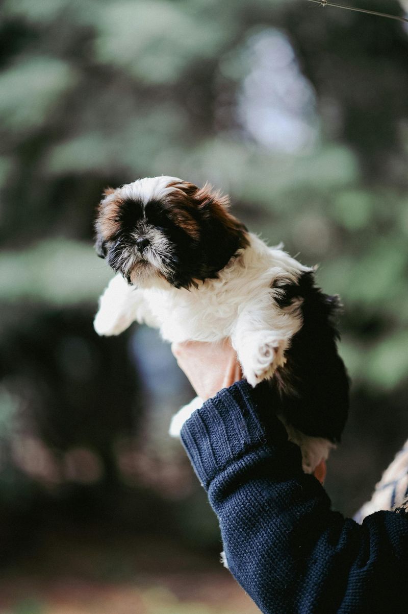 Havanese