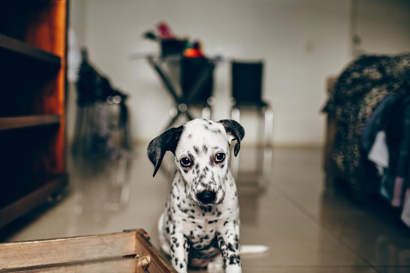 Dalmatian