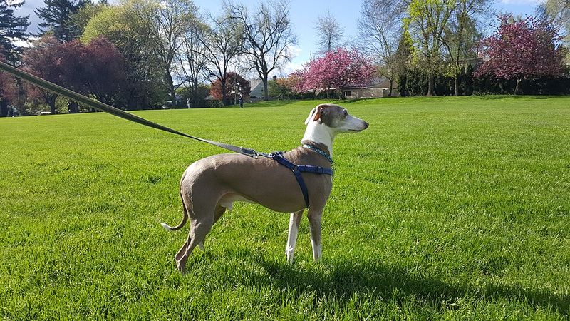 Italian Greyhound