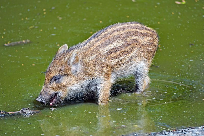Wild Boars