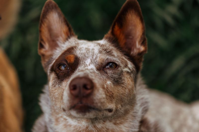 Australian Cattle Dog
