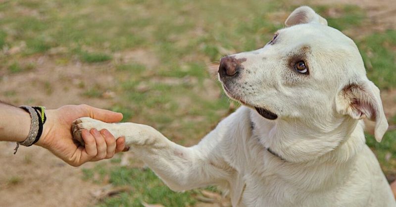22 Everyday Human Habits That Can Stress Out Your Dog 19 Touching their paws or tail excessively