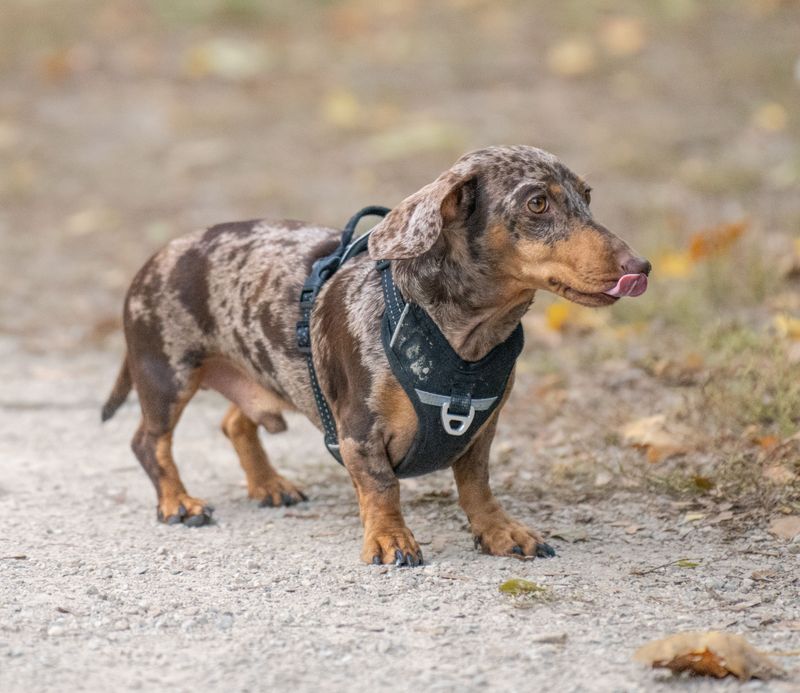 Off-leash confidence can be risky with these 10 breeds - plus 3 that always spot something more interesting 8 Dachshund
