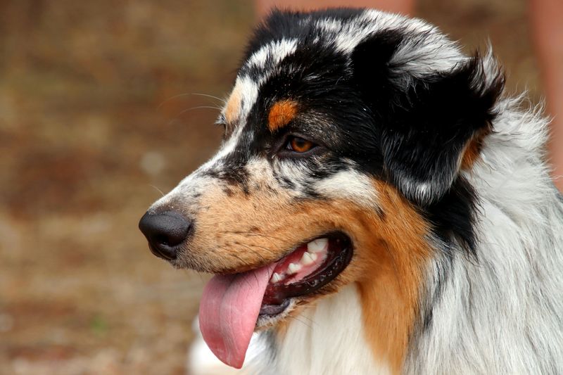 Australian Shepherd