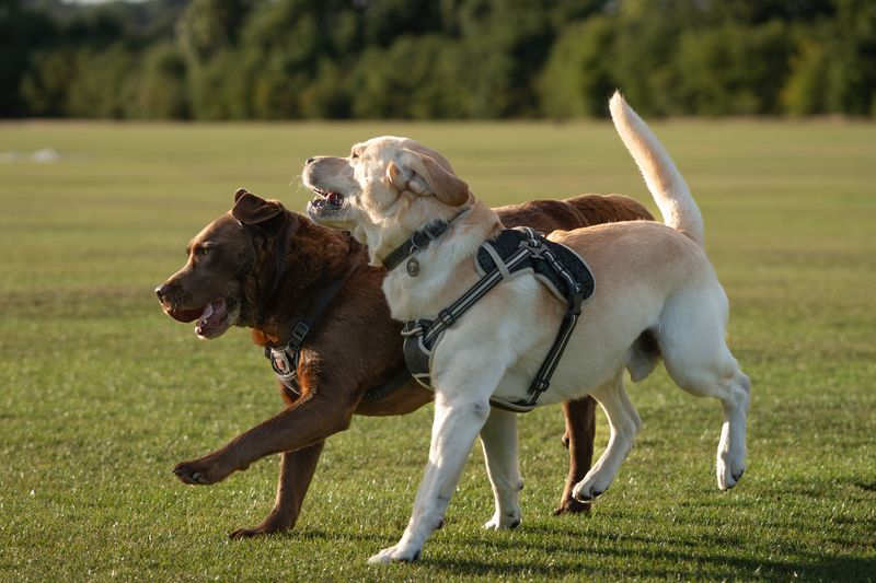 Spend years with one of these dogs and you may start wondering who copied whom 3 Labrador Retriever - the upbeat teammate