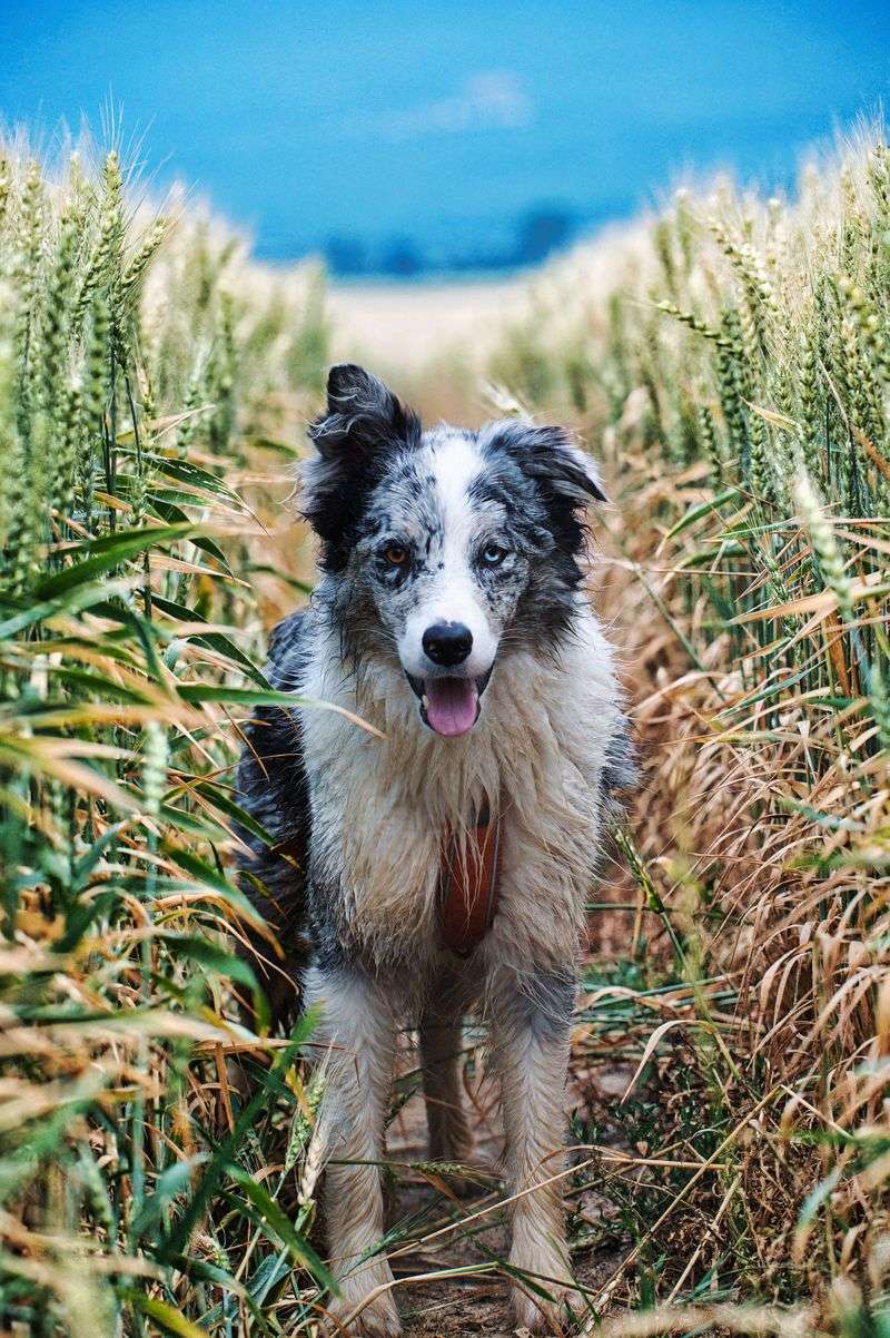 Border Collie: The Tireless Sheep Boss