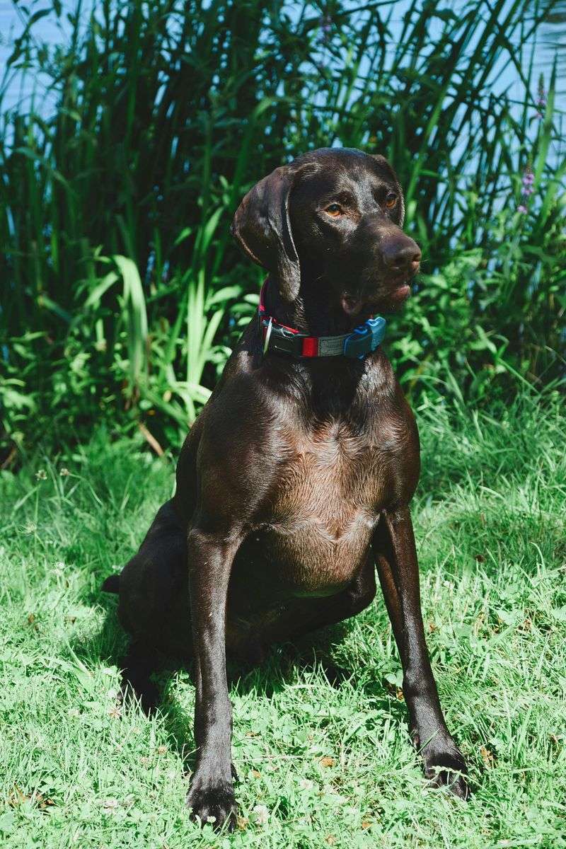 German Shorthaired Pointer