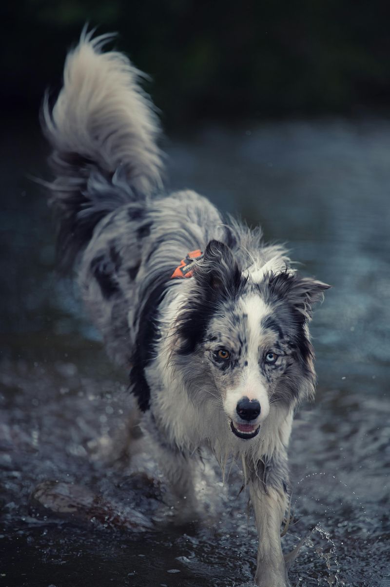 Border Collie
