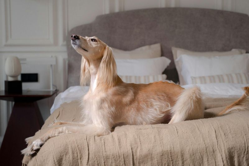 Saluki