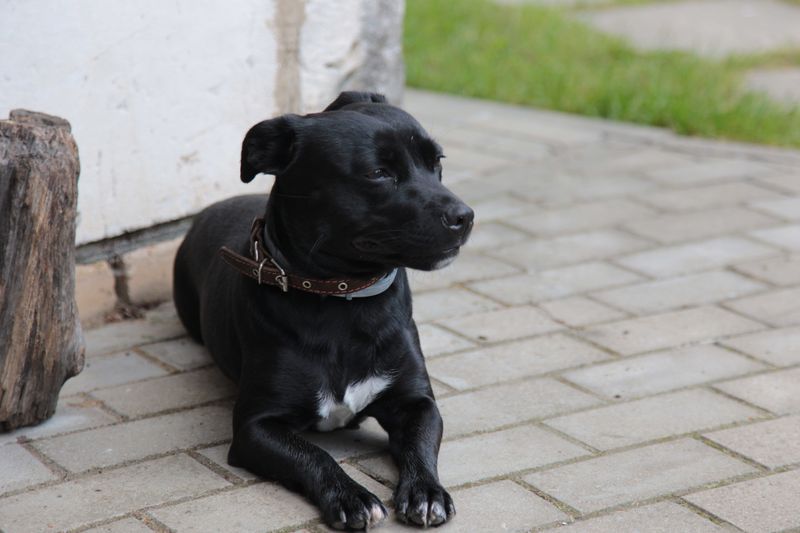 Their powerful appearance can be misleading - These breeds are often remarkably affectionate at home 7 Staffordshire Bull Terrier
