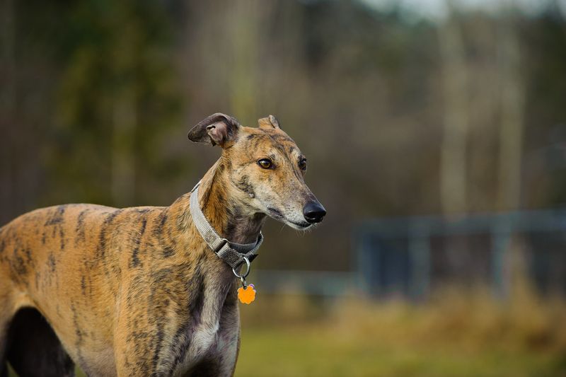 13 calm companion dogs that bring comfort, routine, and joy in your 70s 11 Greyhound