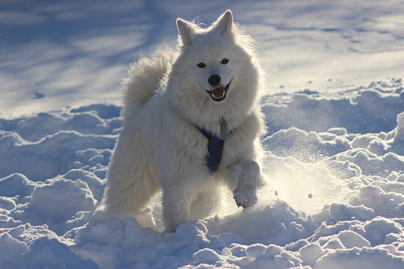 12 dog breeds that seem like a dream to own – until you discover what living with them is really like 8 Samoyed