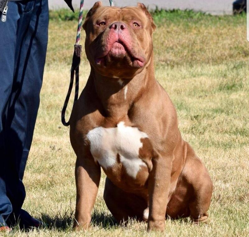 11 Dog Breeds Known for Their Truly Impressive Muscular Builds 3 American Bully