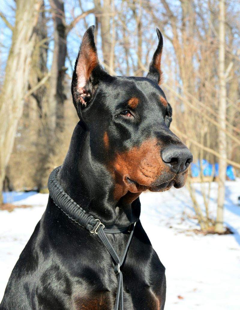 14 dogs that quietly keep an eye on everything you do 6 Doberman Pinscher